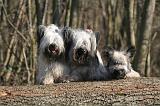 SKYE TERRIER 012